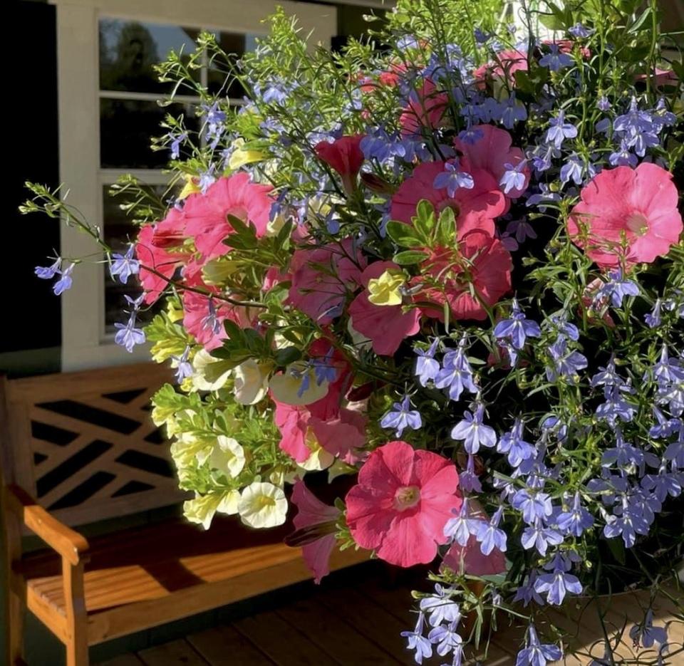 Garrison Farm & Garden in Cornelia, Georgia, grew this basket with Bermuda Skies, a Recipe of the Year, with Supertunia Bermuda Beach petunia, Superbells Lemon Chiffon calibrachoa, and Laguna Sky Blue lobelia.