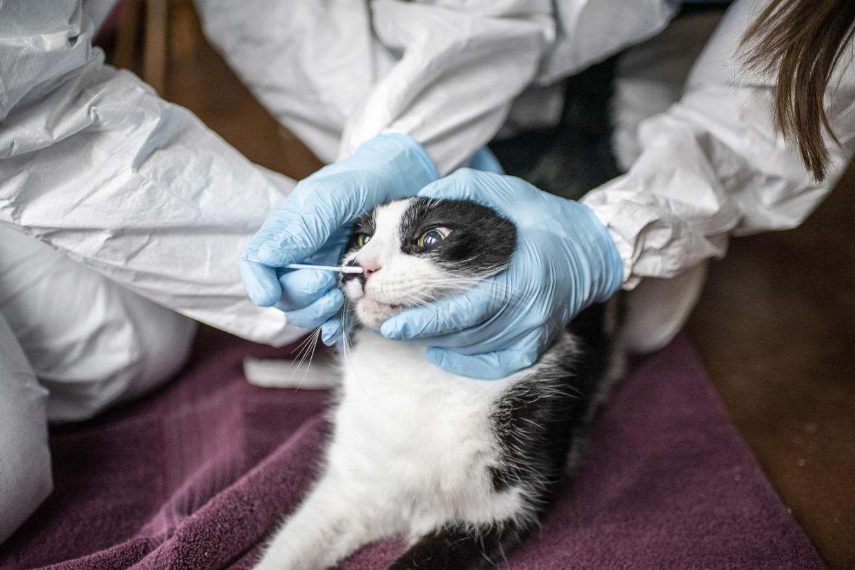 Especialista realizándole una prueba de coronavirus a un gato, en College Station, Texas, el 2 de febrero de 2022. (Sergio Flores/The New York Times).