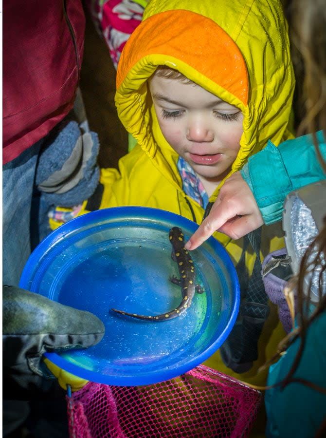 A young volunteer helps a salamander across the road during last week's big night event in Cumberland, Me.