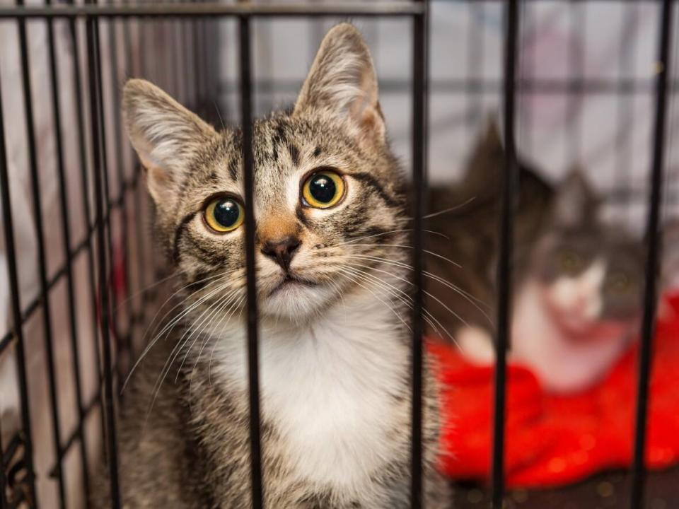 The manager of the Delta Community Animal Shelter says the number of cats and kittens at the shelter right now is unusually high and the situation is similar at other shelters across the Lower Mainland. (Shutterstock / Okssi - image credit)