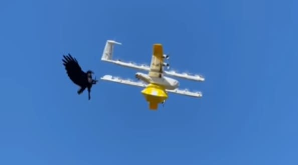 Un cuervo ataca a un dron de reparto de mercancías de Wing, filial de Google, en Canberra, Australia. (Captura de video / YouTube / Ben Roberts)