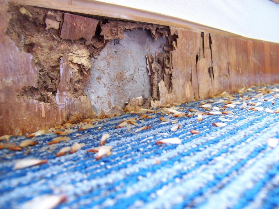 What Does Termite Damage Look Like