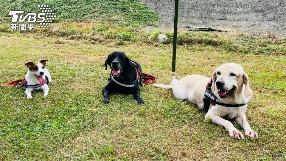 3搜救犬舉行畢業典禮。（圖／陳祁　攝）