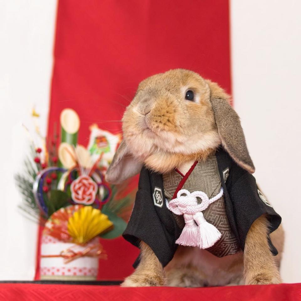 Zum Verlieben: Das stylishste Kaninchen der Welt
