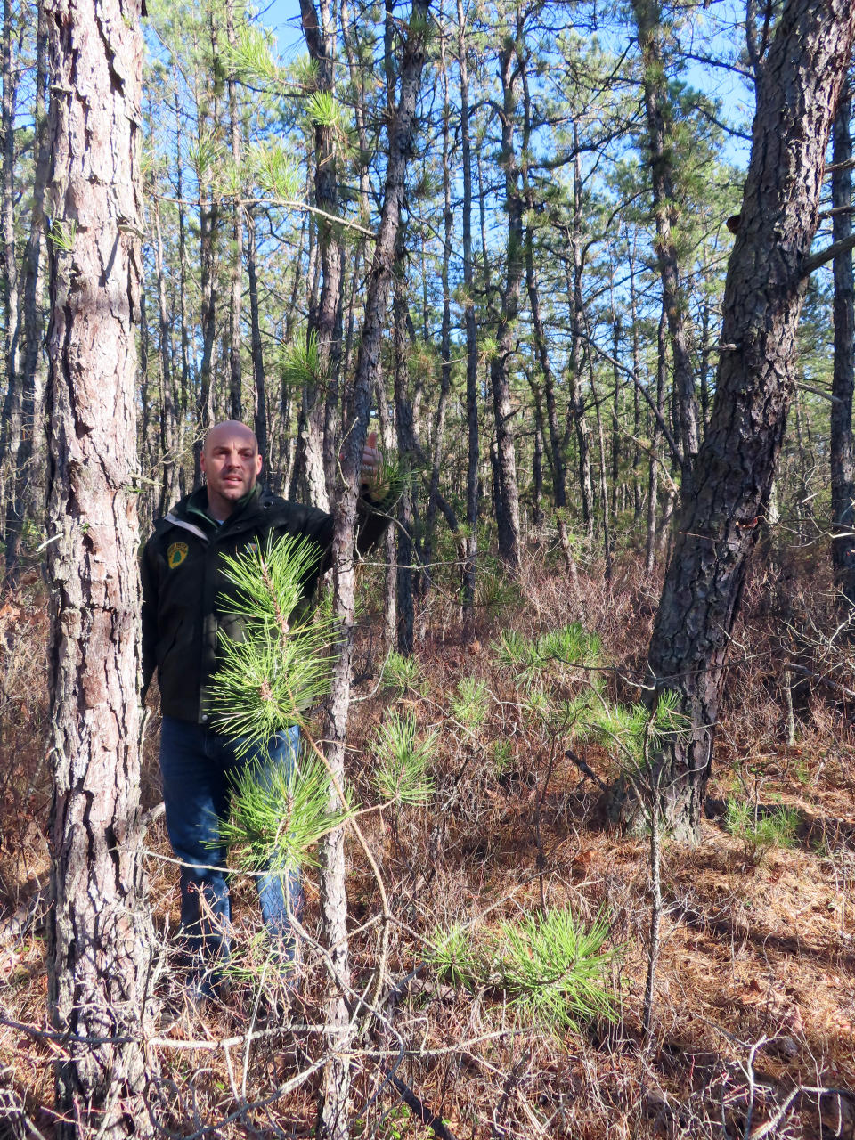 New Jersey Forest Service Chief Todd Wyckoff stands amid small pine trees growing near larger ones in a section of Bass River State Forest in Bass River Township, N.J. on Friday, Nov. 18, 2022. A recently approved plan will cut 2.4 million trees from the forest, most of them small, narrow trees, designed to remove fuel that could make wildfires worse. But environmentalists are split over the plan, with some calling it a tragic loss of trees that would otherwise store carbon in an era of climate change. (AP Photo/Wayne Parry)