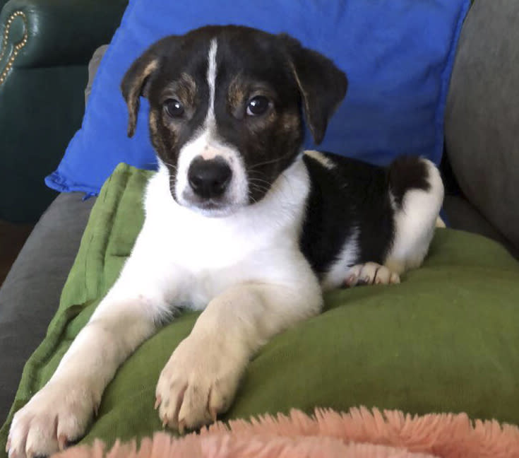 In this April 2018 photo provided by Rennie Pasquinelli, Murray, a mixed-breed dog, lay on a sofa in Ann Arbor, Mich. Pasquinelli, who is Murray's owner, recently got the dog's DNA tested to learn what breeds are in his background. Genetic testing for dogs has grown rapidly in recent years, fueled by companies marketing kits that offer to decode dogs' heritage and health as simply, or laboriously, as owners can swab a canine cheek. (Rennie Pasquinelli via AP)