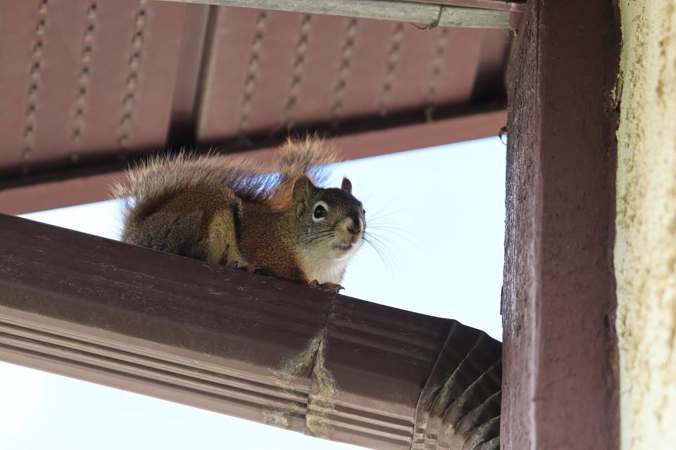 Studying red squirrel populations in urban neighbourhoods can show how they have evolved different behaviours to adapt to city life. (Shutterstock)