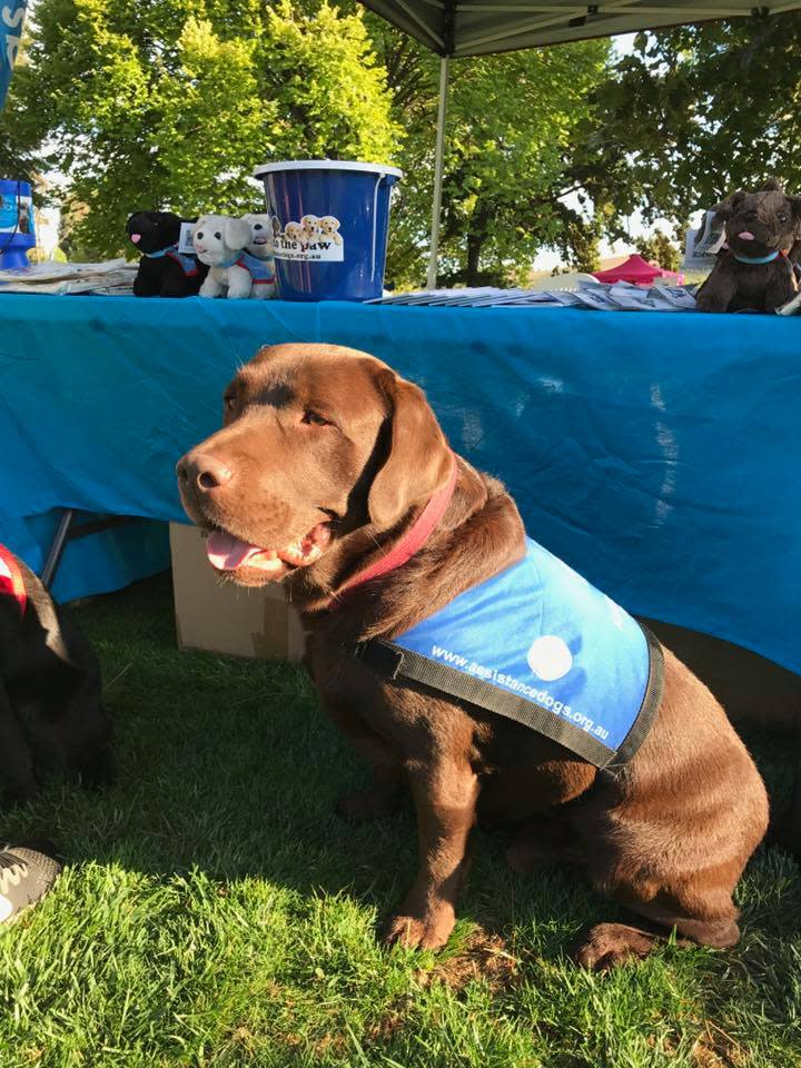 Photo of an adorable assistance dog wearing its work uniform.