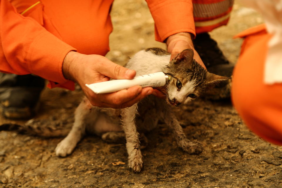 Volunteers treat a cat wounded during a forest fire near the town of Manavgat, east of the resort city of Antalya, Turkey, July 29, 2021. REUTERS/Kaan Soyturk