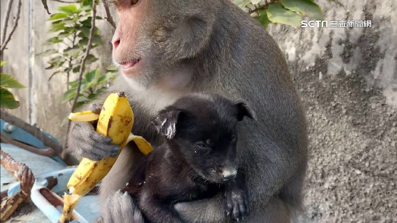 東石獼猴被民眾直擊「綁架」小黑狗，4天後，小黑狗疑似活活被餓死吊在樹上。（圖／資料畫面）