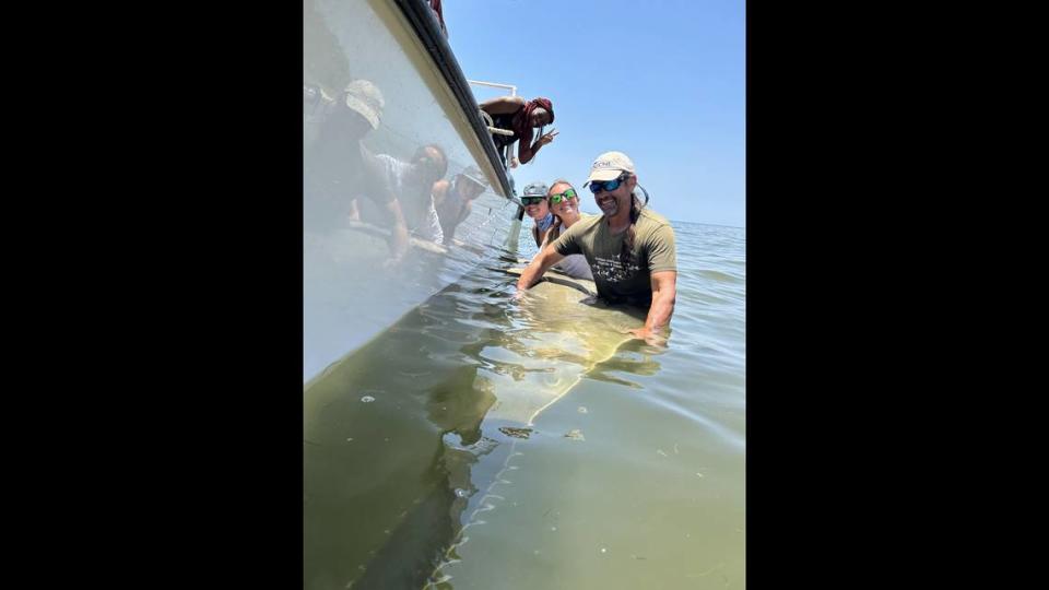 The researchers and students got into the water to take measurements and insert a tracker into the female sawfish.