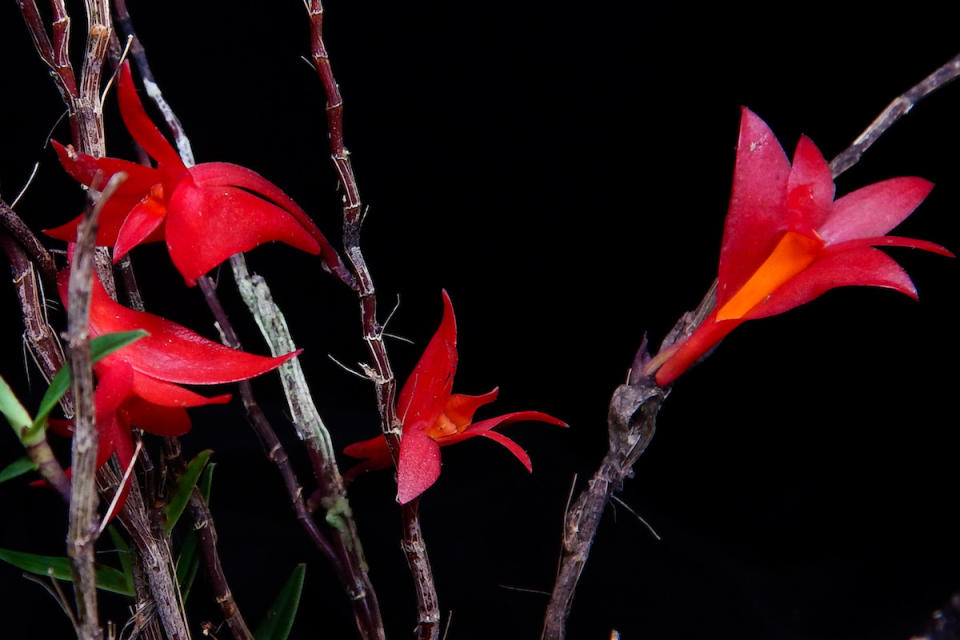 Dendrobium lancilabium. Yanuar Ishaq Dwi Cahyo