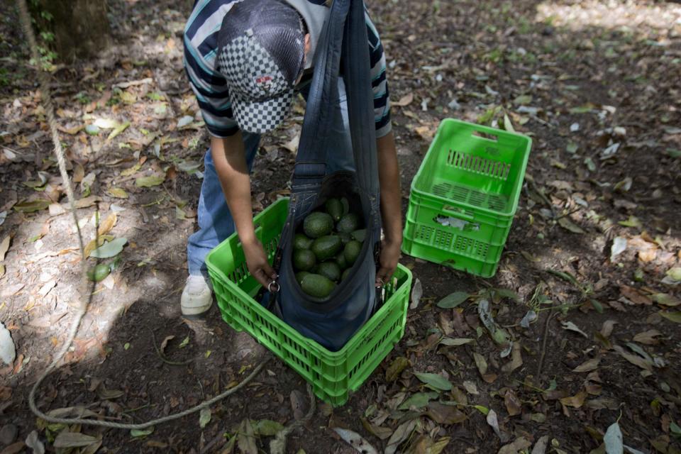 Mexico Michoacan avocado farmer farming farm forest