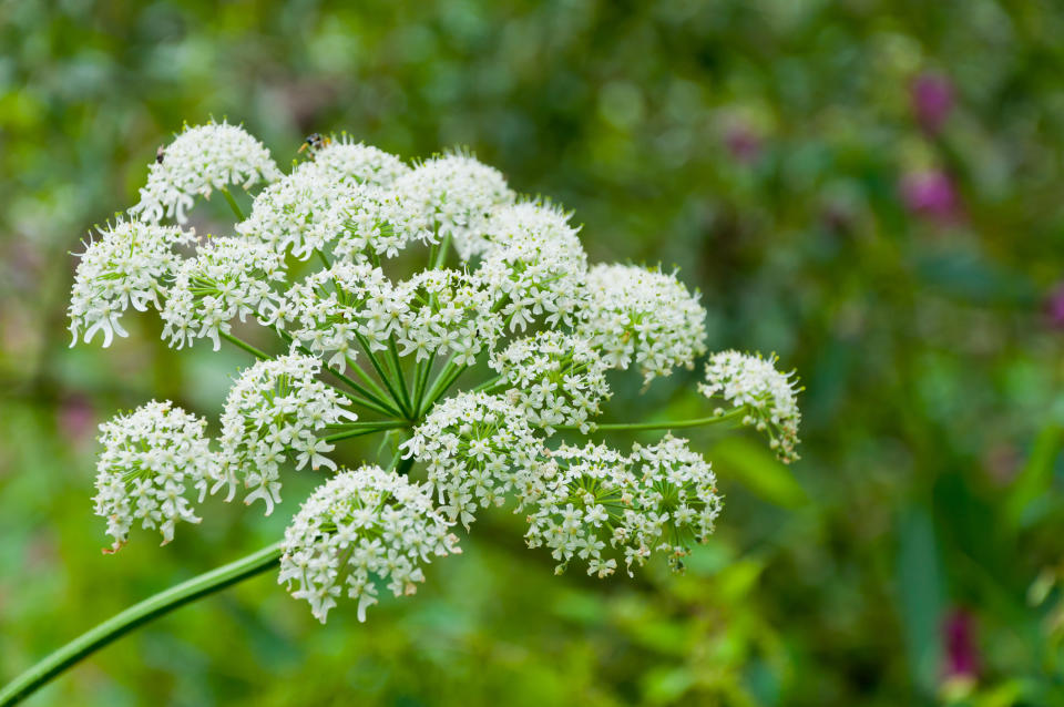 Giant hogweed should be removed from gardens. (Getty Images)