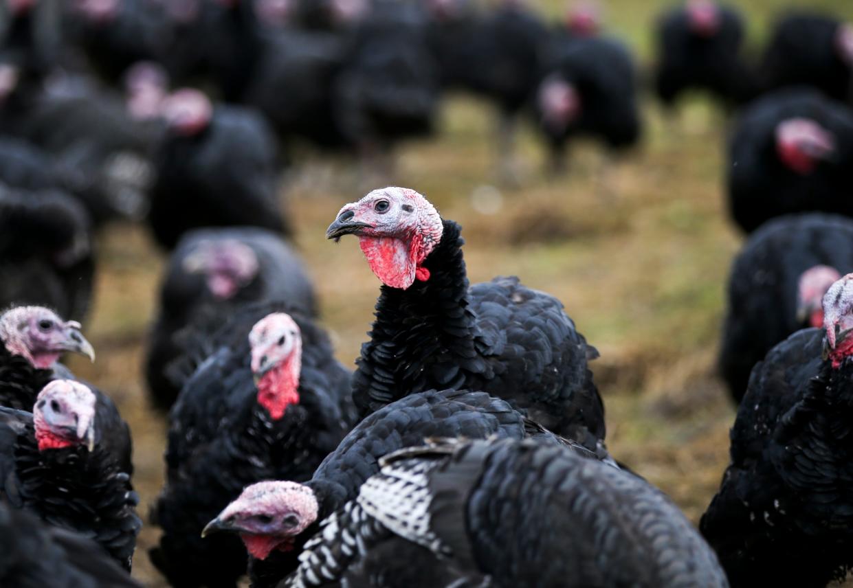 Champoeg Farm's turkeys are pasture-raised, which means the older ones spend their days in open fields near St. Paul.
