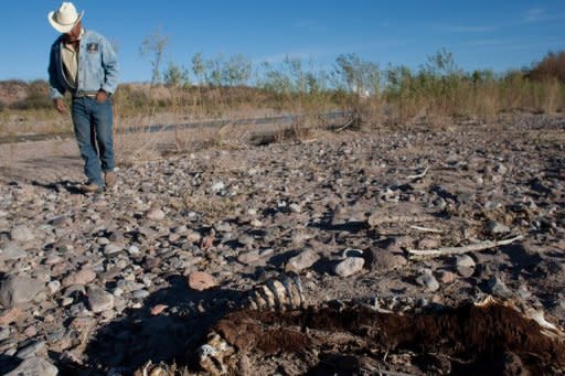 Mexican farmer Ever Mendoza walks next to a carcass in Satevo, Chihuahua state in 2011. 2011 saw historic droughts in East Africa, the southern US and northern Mexico