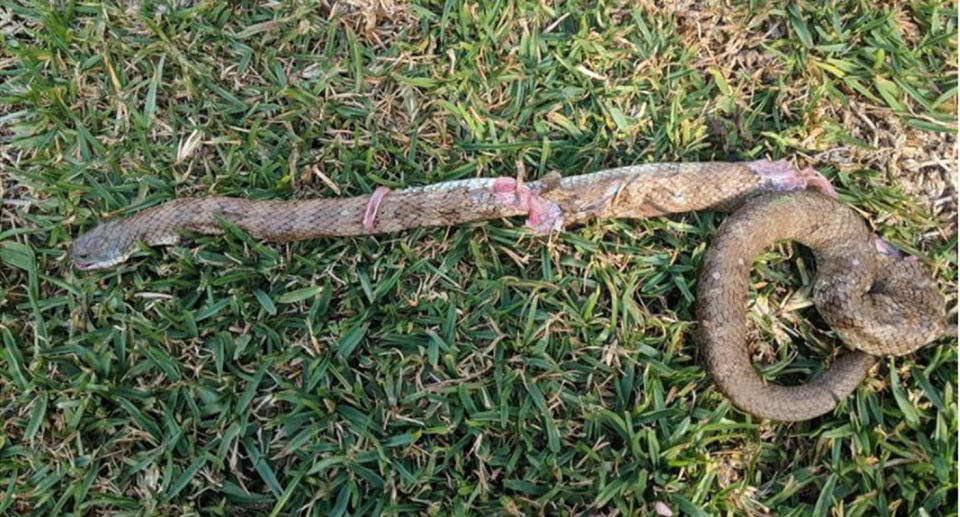 A cavoodle puppy has helped fight off a venomous tiger snake who was attacking his friend.