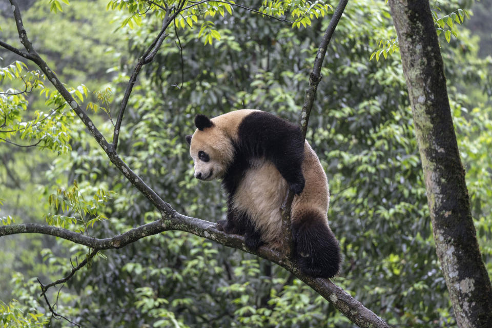 FILE - In this photo released by Xinhua News Agencym, giant panda Xin Bao is seen on a tree at the Bifengxia Panda Base of the China Conservation and Research Center for the Giant Panda in Yanan, southwest China's Sichuan Province on April 18, 2024. Two giant pandas from China have safely arrived in Southern California, where they will be cared for as part of an ongoing conservation partnership, the San Diego Zoo Wildlife Alliance said Friday, June 28, 2024. (Xue Chen/Xinhua via AP,File)