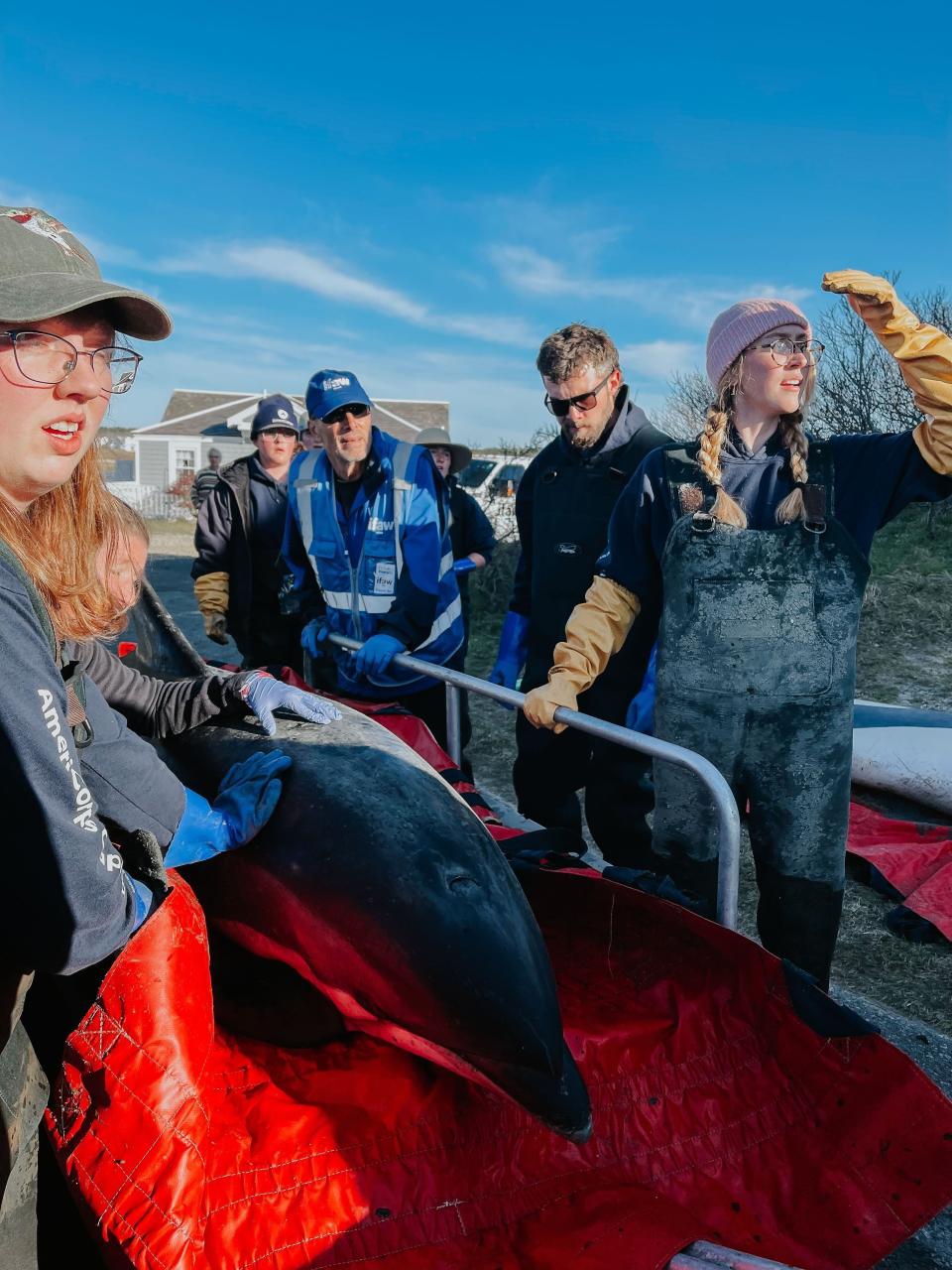 10 dolphins released into wild after seven-hour rescue effort