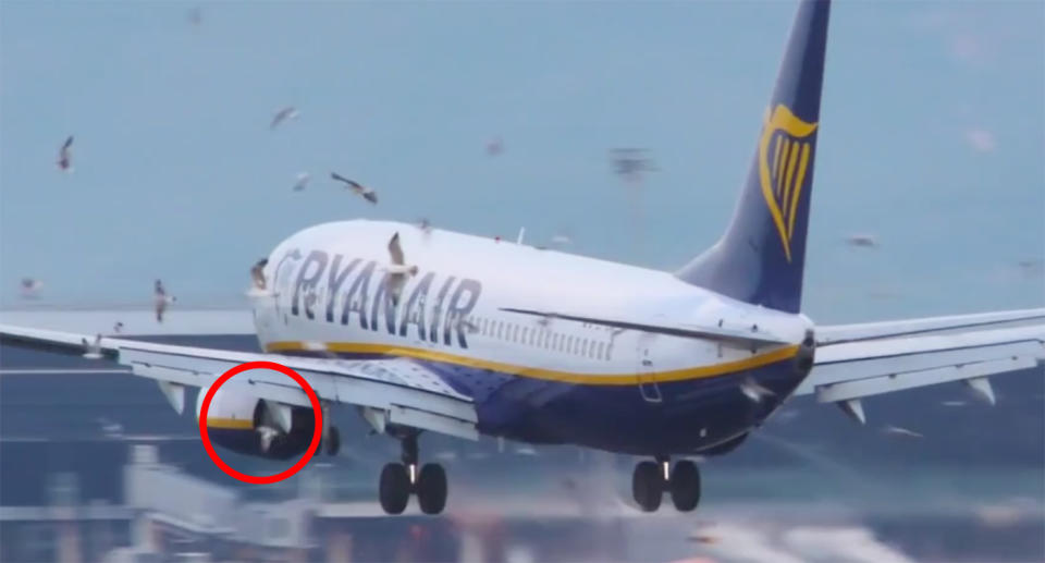 A seagull can be seen being sucked into the engine as the plane prepares to touch down. Source: Storyful