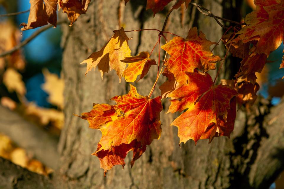 Leaves hang from their branches waiting for nature’s signal to glide to the ground near Taylor Park, Tuesday, October 17, 2023, in Sheboygan, Wis.