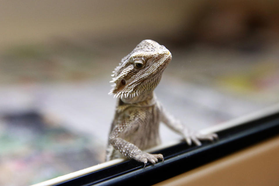 A small bearded dragon lizard standing on its hind legs, peering over the edge of a glass enclosure