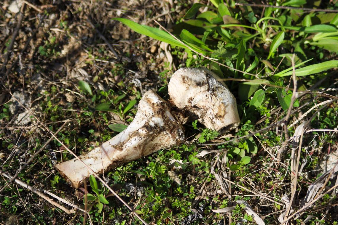 A bone was found near Troost Avenue and 81st Street by a group looking for a missing person April 13, 2024. The bone was later discovered to be a pig knuckle that may have come from a butcher.