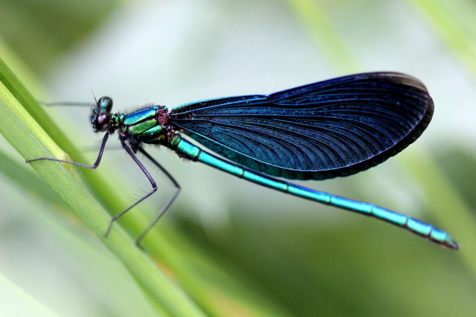 Do Dragonflies Eat Mosquitos?