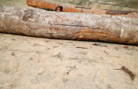 A girl is pictured next to logs that were illegally cut from the Virola-Jatoba PDS in Anapu