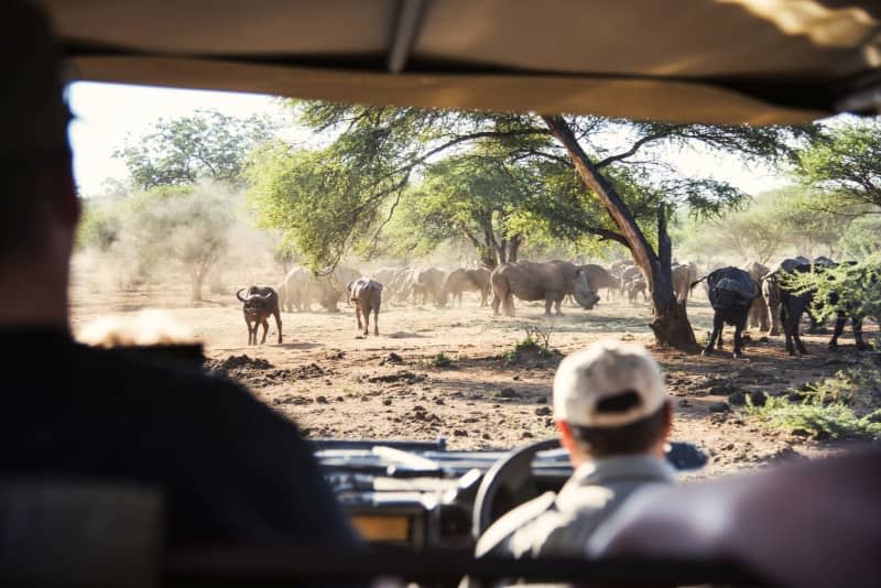 Wild animals - or 'game' - like buffalo and white rhino can be spotted from a safari vehicle in the province of Limpopo, part of the Kruger Park. South African Tourism/dpa