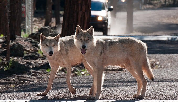 Bearizona Wolves