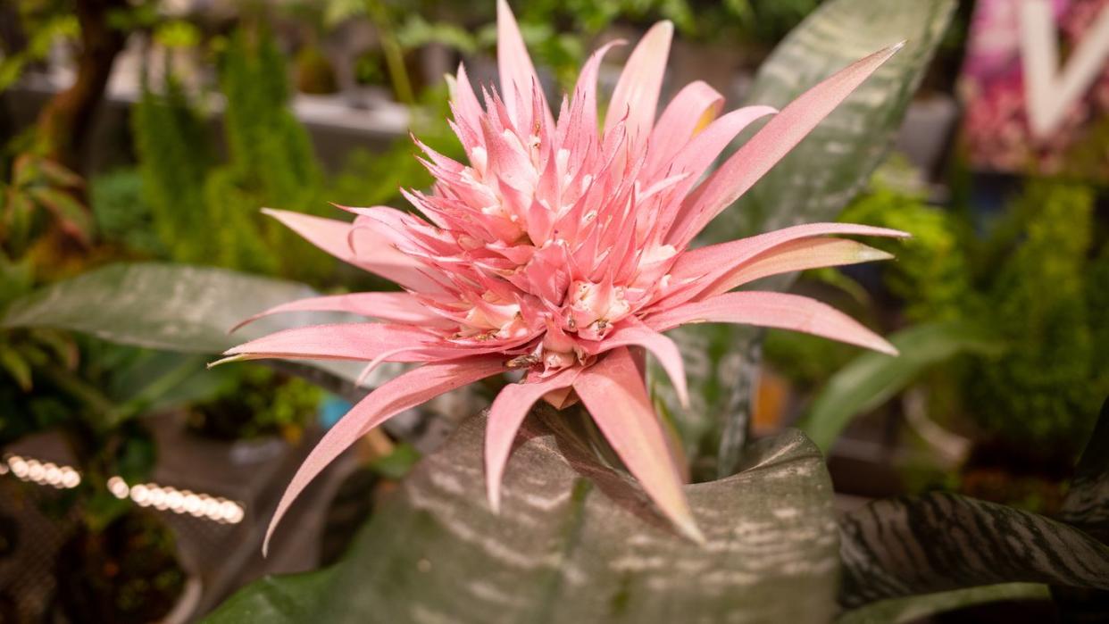 close up flower head of bromeliaceae