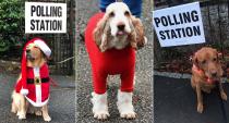 Dogs at polling stations returns for 2019