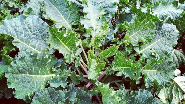 Kalettes