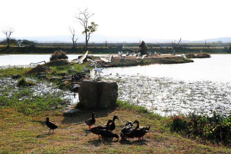 位在龍鑾潭東岸的「鳥族8太空站」是私人復育的溼地，近來復育成效愈趨顯著，力展生態經濟軟實力。（圖／中國時報謝佳潾攝）