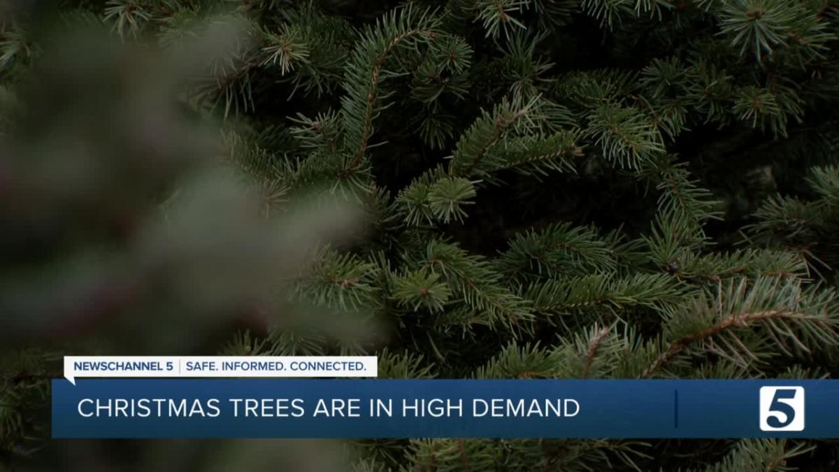 Christmas Trees shortage is increasing prices, demand