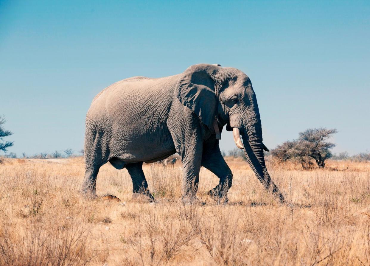 PHOTO: An African Elephant on Savannnah in Etosha National Park, Namibia in this undated stock photo. (STOCK PHOTO/Getty Images)