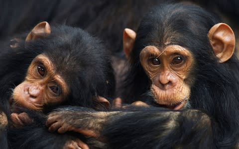 Chimpanzee - Credit: getty