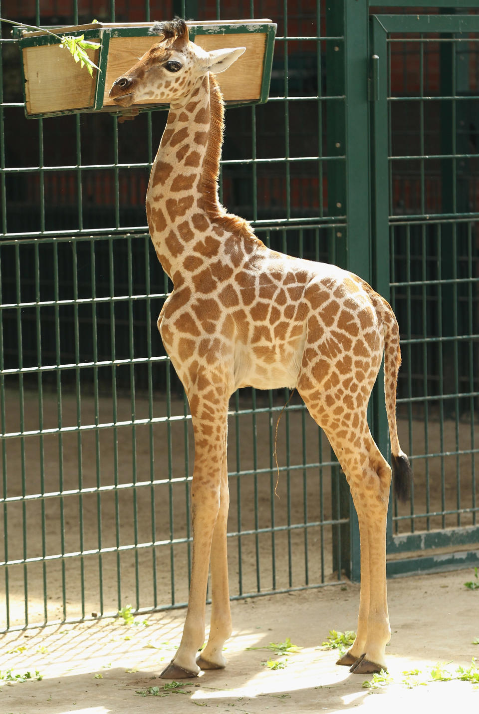 Baby Giraffe Born At Berlin Zoo