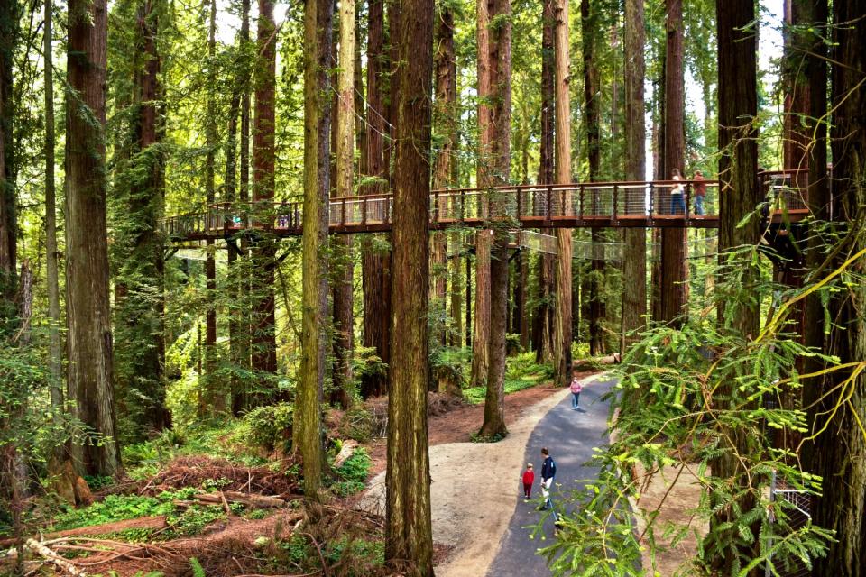 Elevated walkway among the trees.