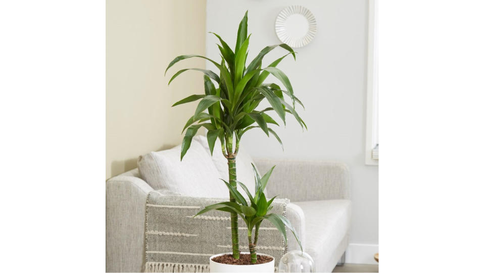 8. CORN PLANT | DRACAENA FRAGRANS