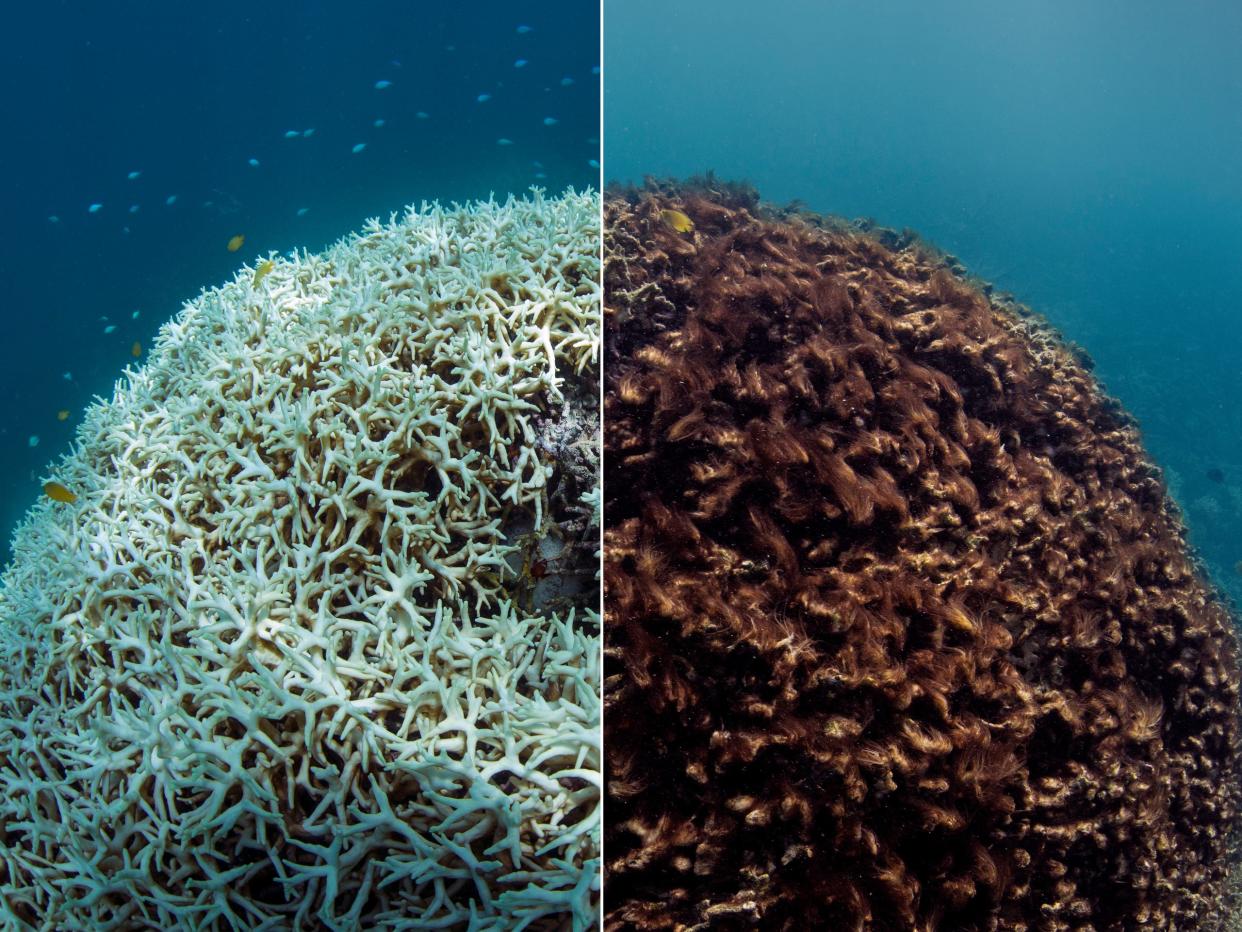 Coral bleeching great barrier reef