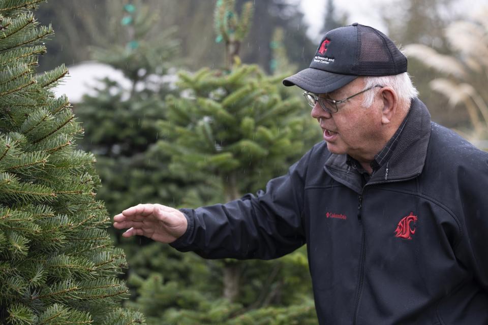 Gary Chastagner, a Washington State University professor called "Dr. Christmas Tree" shows Turkish fir trees grown from seedlings to find ways to produce disease and insect-resistant Christmas trees at the school's Puyallup Research and Extension Center on Thursday, Nov. 30, 2023, in Puyallup, Wash. Chastagner has been working with breeders to see if species from other parts of the world — for instance, Turkish fir — are better adapted to conditions being wrought by climate change. (AP Photo/Jason Redmond)
