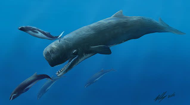 Extinct prehistoric killer whales are said to have fed off other smaller whales. Picture: Museum Victoria