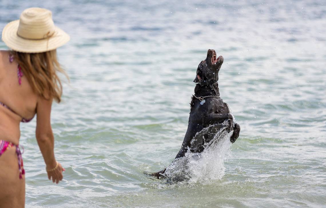 A dog frolics at Hobie Island Beach Park on Monday, May 15, 2023, in Miami MATIAS J. OCNER/mocner@miamiherald.com