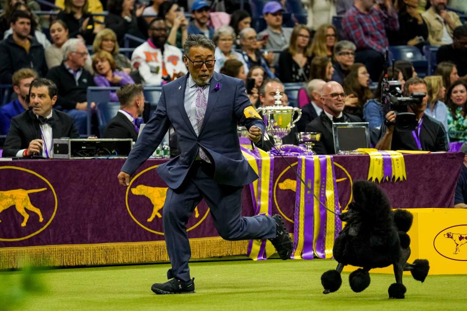 The winner of this year's Best in Show at Westminster, miniature poodle Surrey Sage, is shown by Kaz Hosaka during the competition.