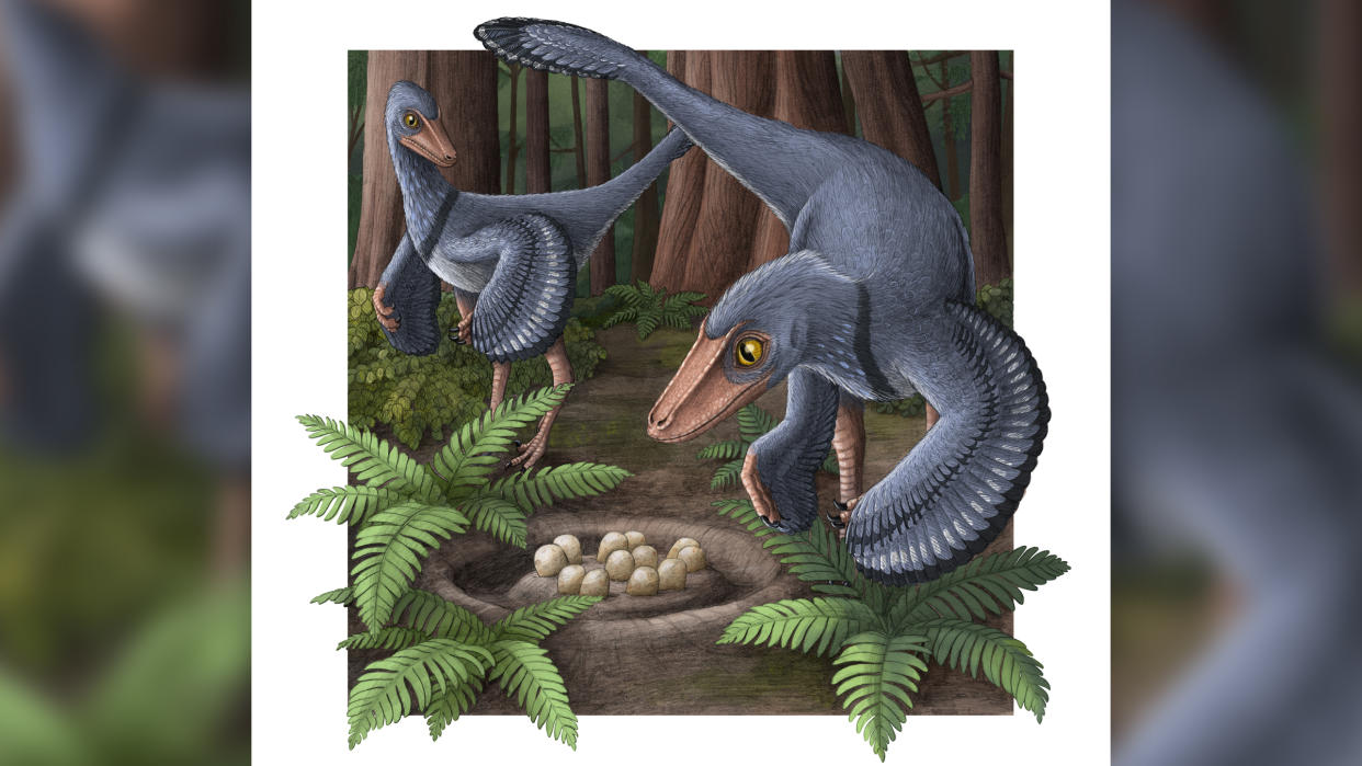  An illustrated reconstruction of Troodon. 