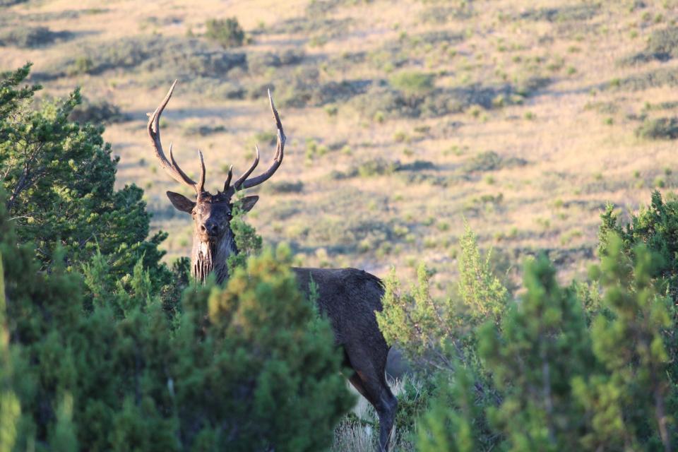 This young bull rolled in the mud and bugled for over 30 minutes while the author looked on.