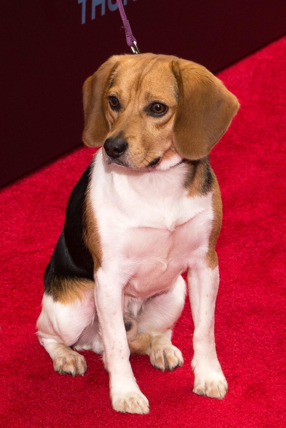 Wick the Beagle at the "John Wick" New York premiere in 2014.