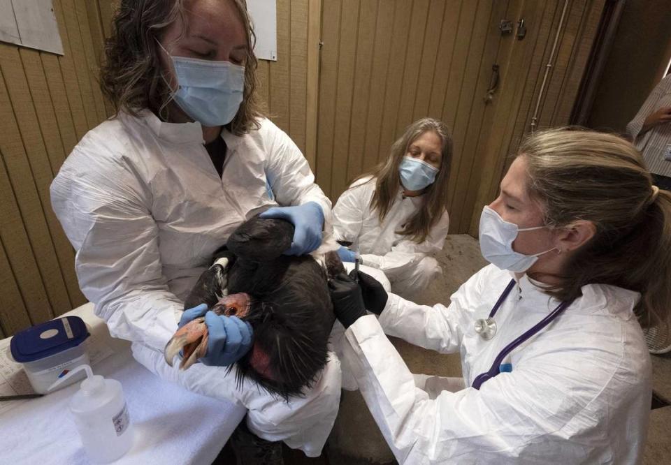 Birdkeeper Debbie Sears, left, holds tight on a condor Aug. 15 while Dr. Dominique Keller, chief veterinarian, right, gives the California condor an avian influenza vaccine at the Los Angeles Zoo. Antibodies found in early results of a historic new vaccine trial are expected to give endangered California condors at least partial protection from the deadliest strain of avian influenza in U.S. history.